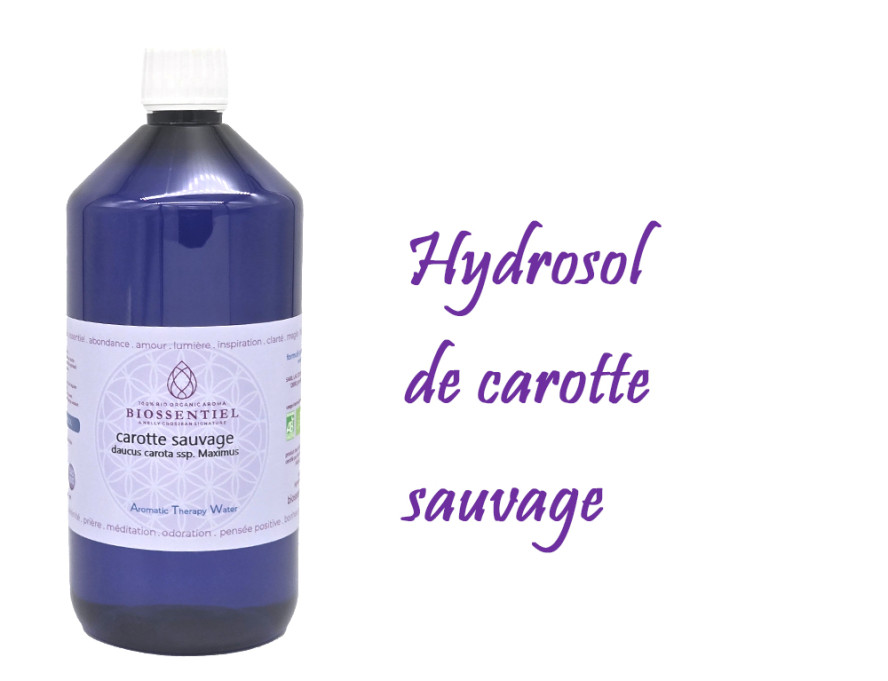 Hydrosol de carotte sauvage