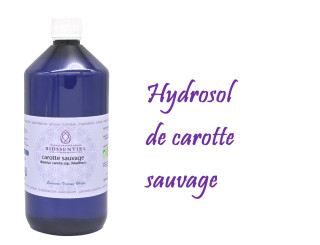 Hydrosol de carotte sauvage